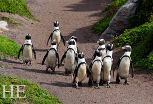 funny marching penguins on the HE Travel gay south africa adventure