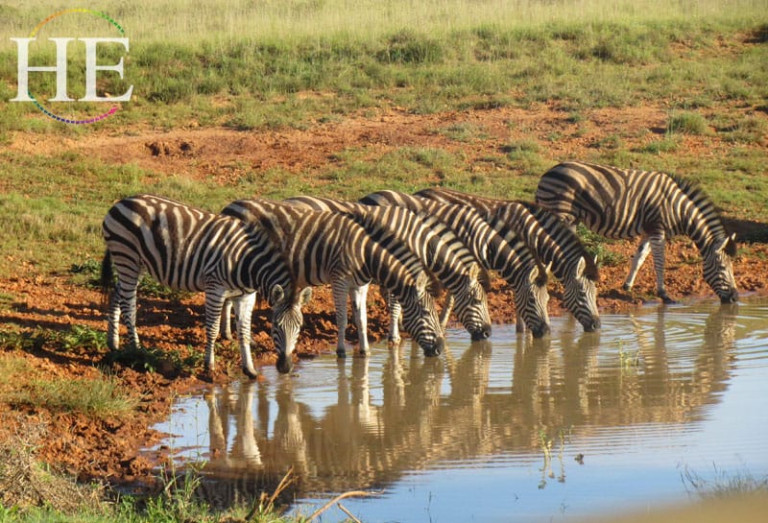 zebras at a watering hole on the HE Travel gay safari in South Africa