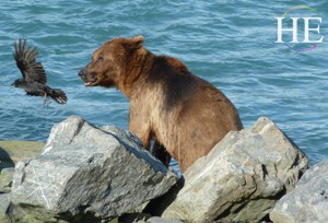 a bear by the river on the HE Travel gay Alaska adventure tour