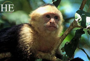 mischievous monkey on the HE Travel gay paradise adventure tour in Costa Rica