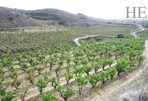 cycling through the vineyards of rioja on the HE Travel gay bike tour in Spain