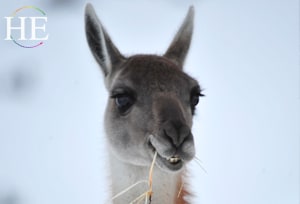 cute llama eating straw on the HE Travel gay Argentina tour