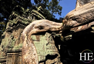 the jungle takes over the temple on the HE Travel gay cultural tour of cambodia