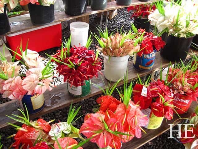anthurium for sale in Hilo Hawaii HE Travel