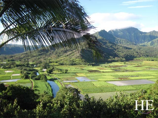 taro fields on the road to hanalei with HE Travel