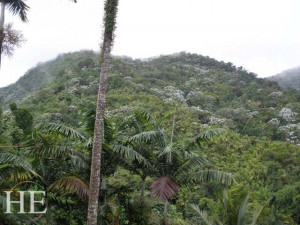 El Yunque Rainforest Puerto Rico with HE Travel