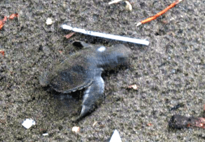 hatching sea turtle in costa rica with HE Travel