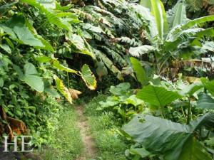 dense tropical trail Puerto Rico with HE Travel