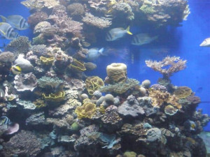 coral and fish in eilat israel