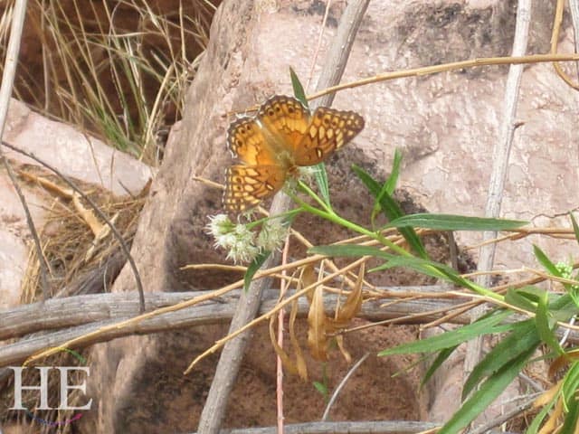 A butterfly enjoys the wildflowers and clear pools at Deer Creek Waterfall