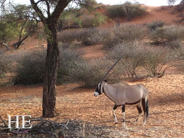 horned beast in Namibia - HE Travel