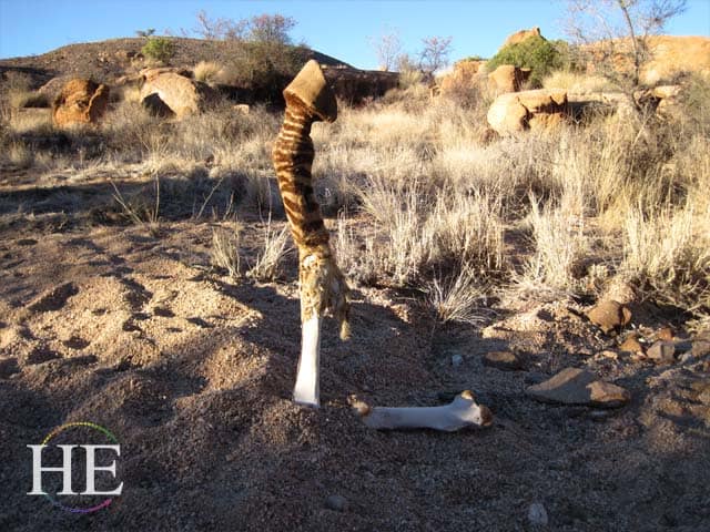 dismembered zebra leg sticking into the air in Namibia - HE Travel