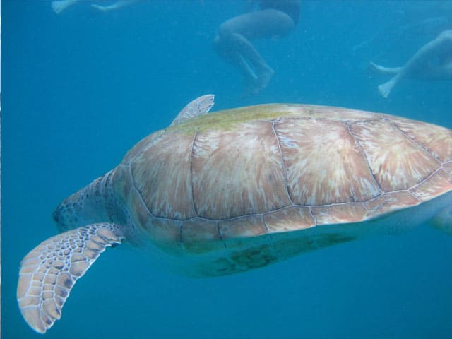 swimming with sea turtles with HE Travel in Barbados