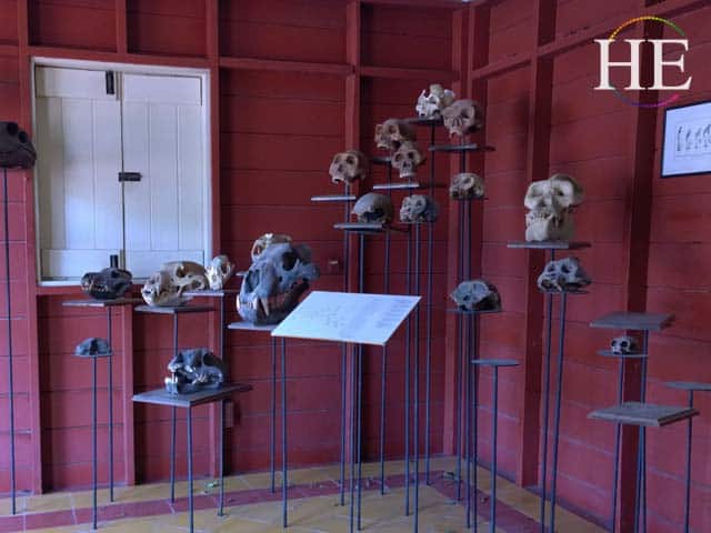 a room full of skulls at the kura hulanda museum in willamsted curacao gay tour