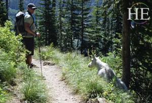 an unexpected hiker joins the HE Travel group in Glacier National Park