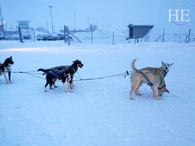 dogs getting ready to pull our sleds to the ice hotel in sweden