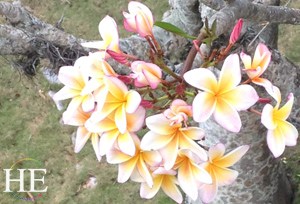 frangipani on the HE Travel gay tour in Cuba