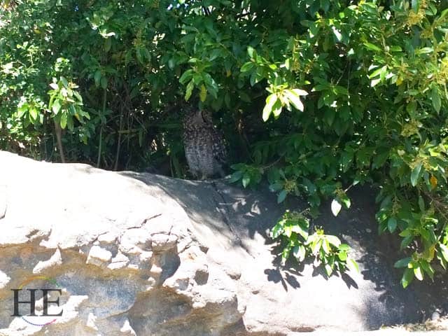 an owl nesting in harold porter botanical garden in cape town south africa