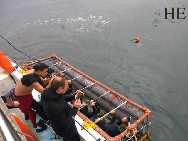 cage used in shark cage diving in south africa