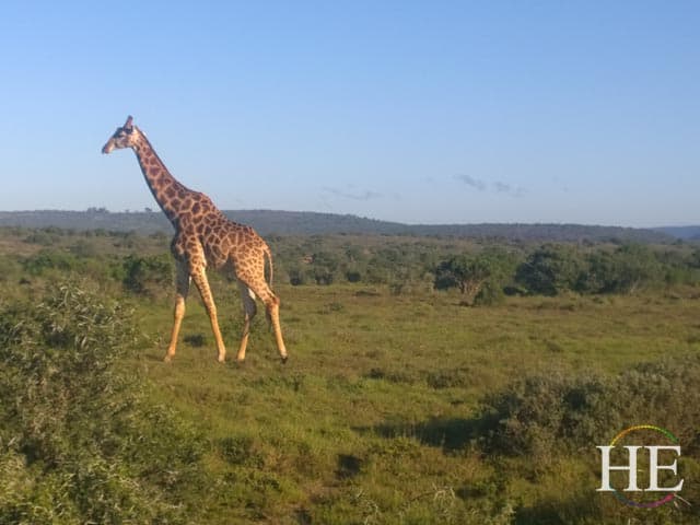 a girafe walks past the front of the safari vehicle on teh he travel gay safari in south africa