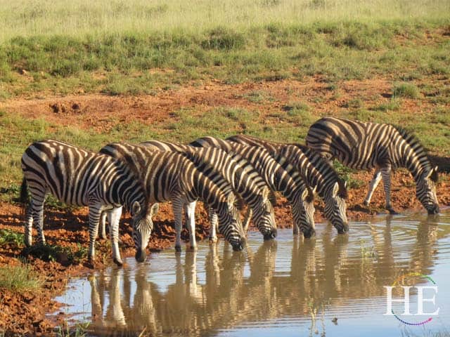a group of zebra drink from a watering hole in south africa