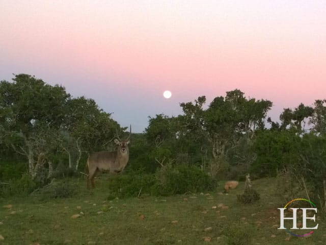 an antelope poses for his dusk picture in south africa
