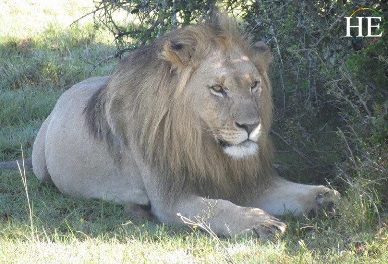 a lion lounges in the shade on he travel gay safari in africa