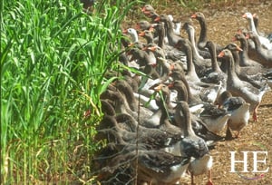 a flock of ducks by the road on the HE Travel gay bike tour of Dordogne