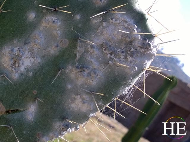 parasitic bugs suck juices out of cactus