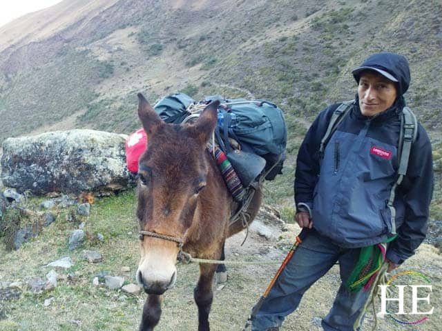 the salkantay hike in peru uses donkeys and porters to carry the tourists possessions 