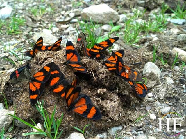 butterflies crawl all over poop in darkest peru
