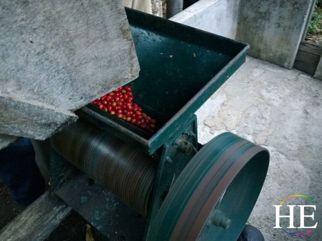 coffee press in peru