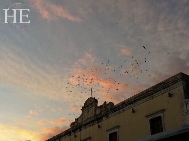 a murmuration of birds in Valladolid on the HE Travel gay Mexico tour of Mayan ruins