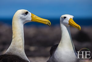 two albatross on the Gay Galapagos adventure with HE Travel