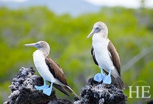 two blue-footed boobies on the Gay Galapagos adventure with HE Travel