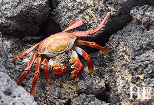 red and aqua crab on the Gay Galapagos adventure with HE Travel