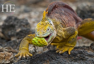 an iguana munches cactus on the Gay Galapagos adventure with HE Travel