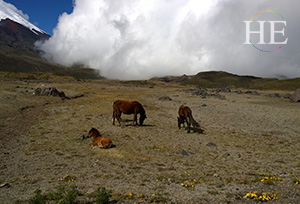 The horses stop to relax on HE Travel's gay Ecuador Cotopaxi Adventure