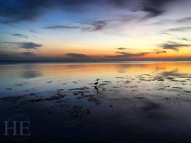 Heron wading in the ocean with a gorgeous sunset backdrop.