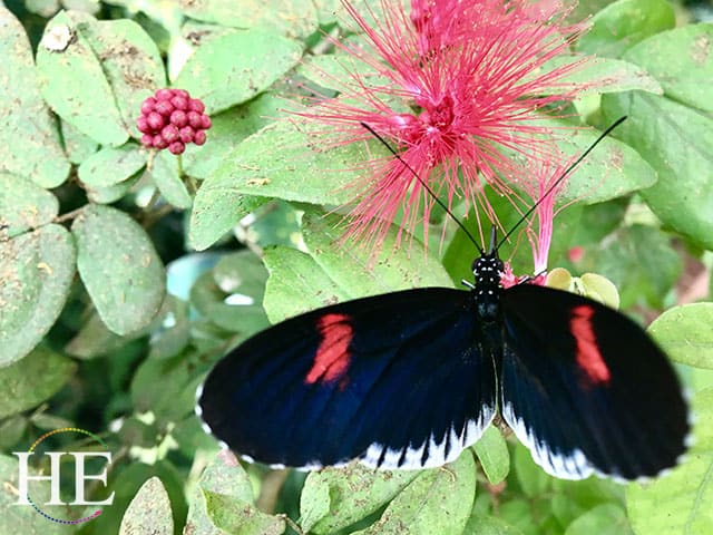 black and red butterfly at butterfly conservatory during gay house party