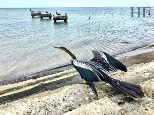 sea bird on dock during weekend of gay key west house party