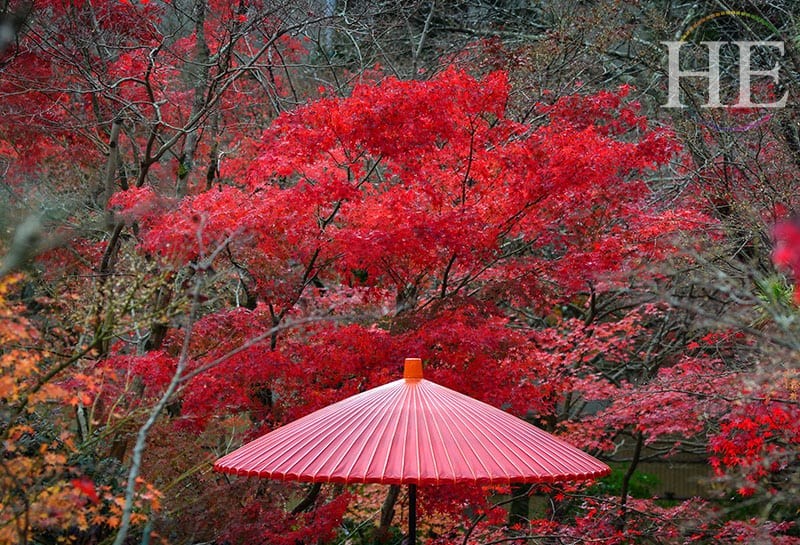 flaming red autumn leaves and red umbrella on the HE Travel gay japan tour