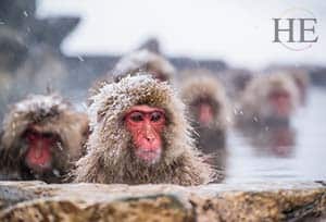 Snow-Monkeys-Japan-Gay-Cultural-Tour