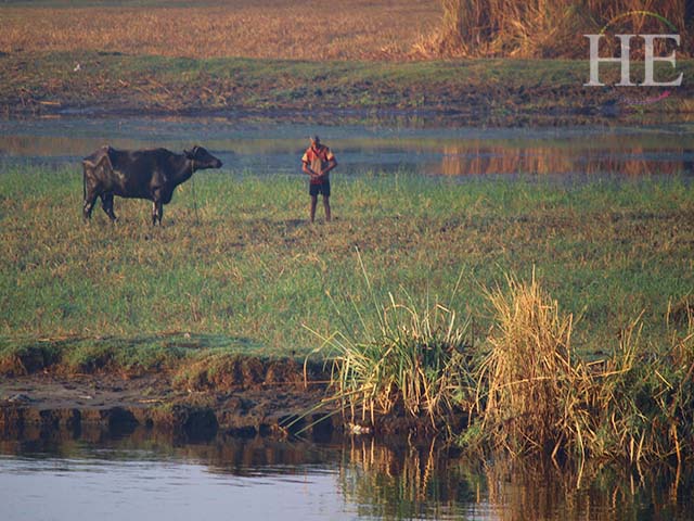 water buffalo on the river bank of the nile river
