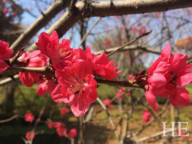 640x480-blog-julianne-china-adventure-part-1-cherry-blossoms