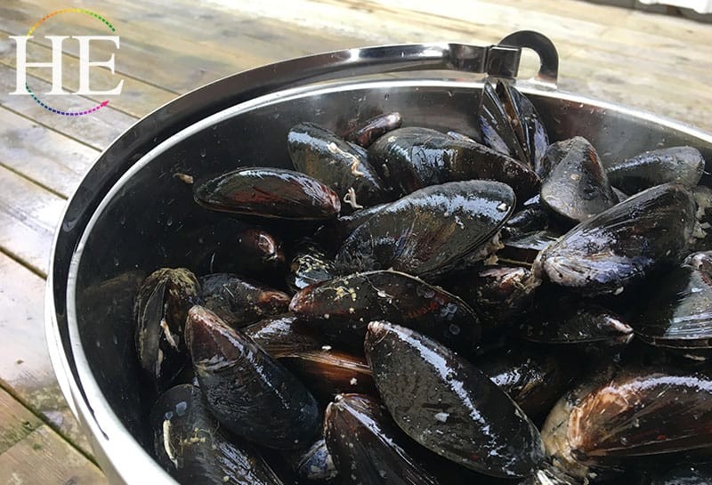 a bucket of freshly fished mussels on swedens west coast