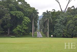 verdant wonderland of trees and plants in the peradeniya botanical garden in sri lanka