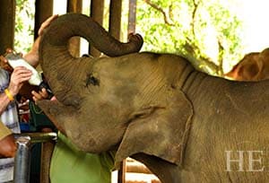 a guest bottle feeds a gentle elephant in pinnawala park in sri lanka