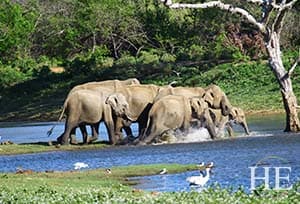 group of elephants trots through blue water in pinnawala park in sri lanka