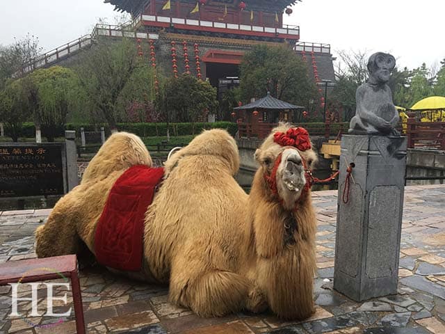 content camel greets passersby in kaifeng city in china